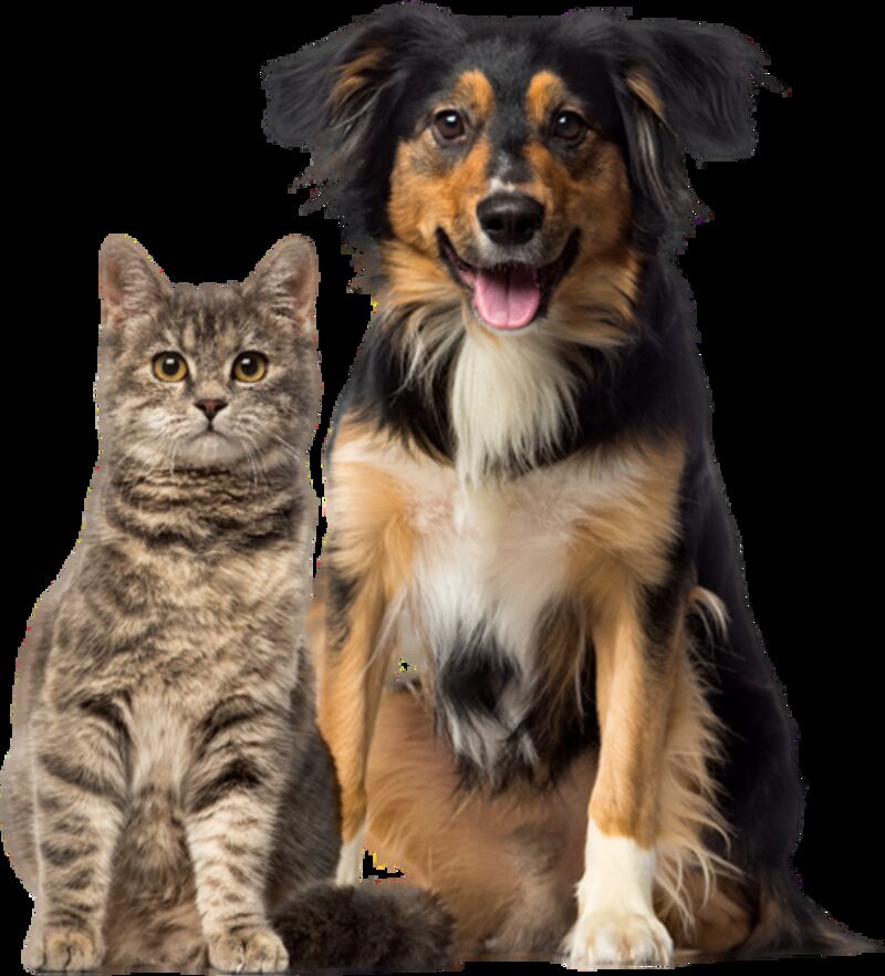 Dayton's Premier Pet Store For High-Quality Natural Pet Food And Wellness Products